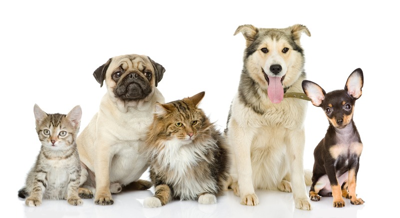 Group of cats and dogs in front. looking at camera. isolated on white background